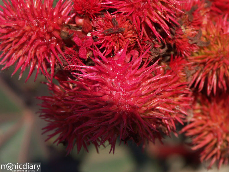 primo-tapia00.jpg : baja.california.mexico