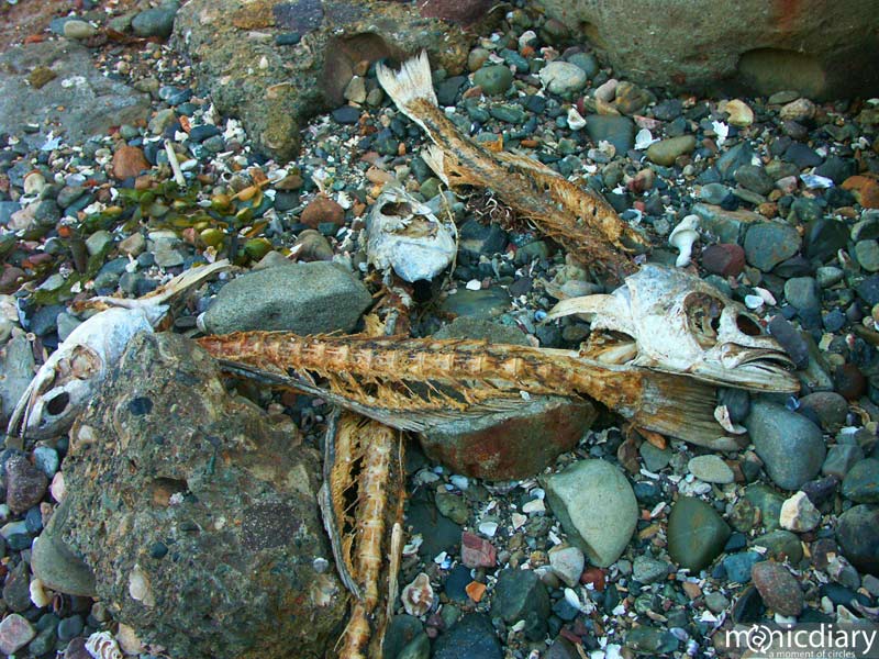 punta-san-jose163.jpg : baja.california.mexico