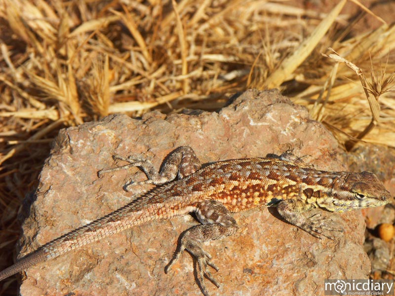 salsipudes-lizard00.jpg : baja.california.mexico