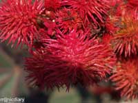 primo-tapia00.jpg : baja.california.mexico