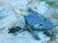 punta-san-jose096.jpg : baja.california.mexico