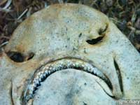 punta-san-jose153.jpg : baja.california.mexico