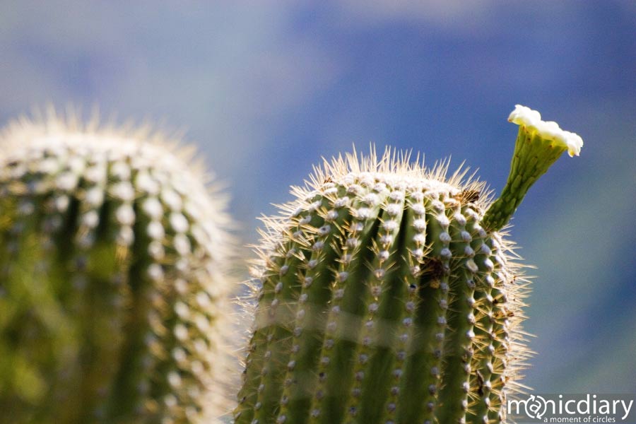 bear_canyon_az13.jpg : bear.canyon.arizona