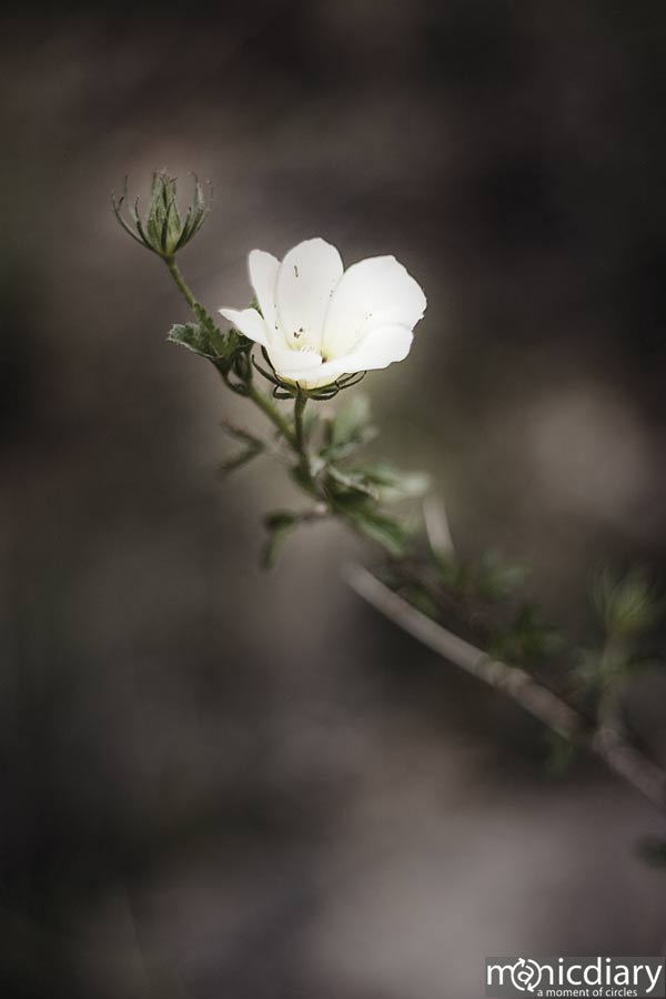 bear_canyon_az38.jpg : bear.canyon.arizona