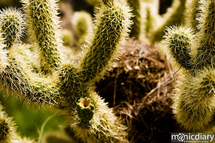 bear_canyon_az49.jpg : bear.canyon.arizona