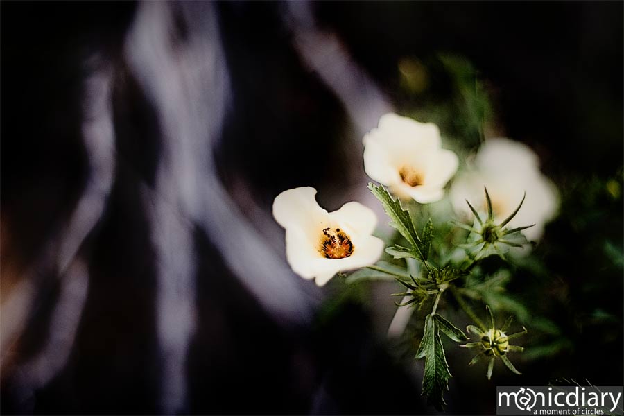 bear_canyon_az56.jpg : bear.canyon.arizona