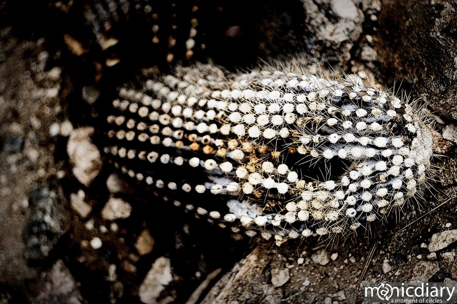 bear_canyon_az58.jpg : bear.canyon.arizona