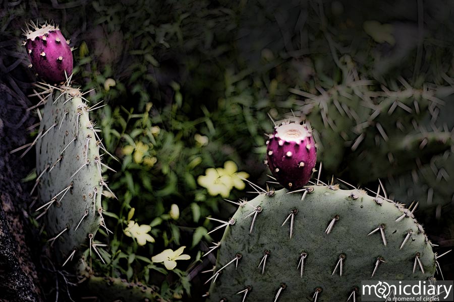 bear_canyon_az60.jpg : bear.canyon.arizona