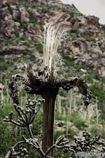 bear_canyon_az09.jpg : bear.canyon.arizona