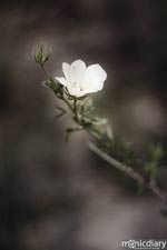 bear_canyon_az38.jpg : bear.canyon.arizona