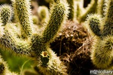 bear_canyon_az49.jpg : bear.canyon.arizona