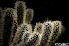 bear_canyon_az50.jpg : bear.canyon.arizona