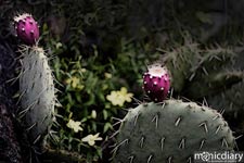 bear_canyon_az60.jpg : bear.canyon.arizona