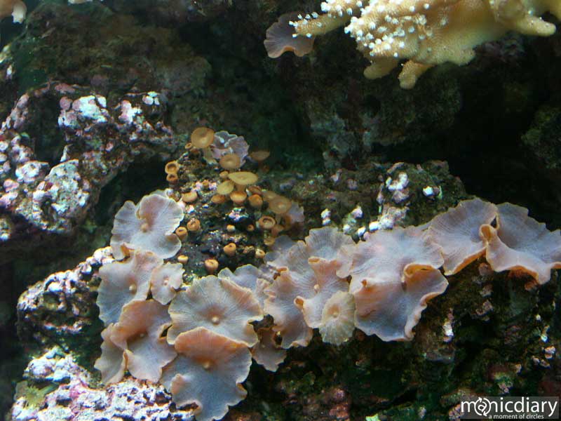 bio0053.jpg : biosphere.2.arizona