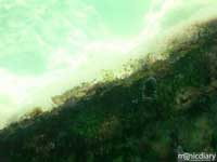 bio0046.jpg : biosphere.2.arizona