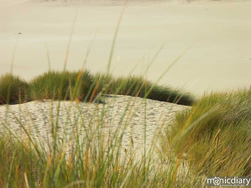 coast11.jpg : coast.oregon