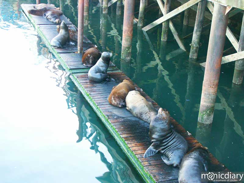 sea_lion01.jpg : coast.oregon