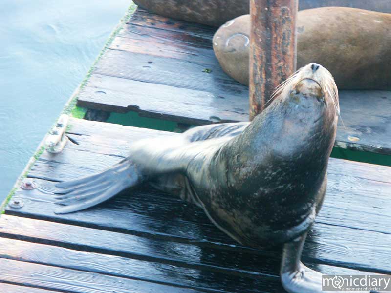 sea_lion02.jpg : coast.oregon