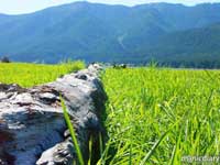 detroit12.jpg : detroit.oregon