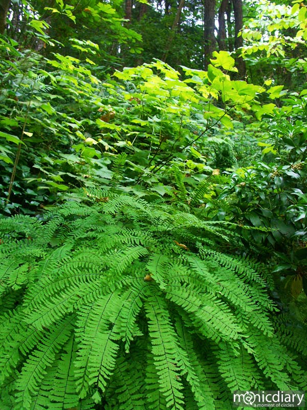 forest.jpg : forest.oregon