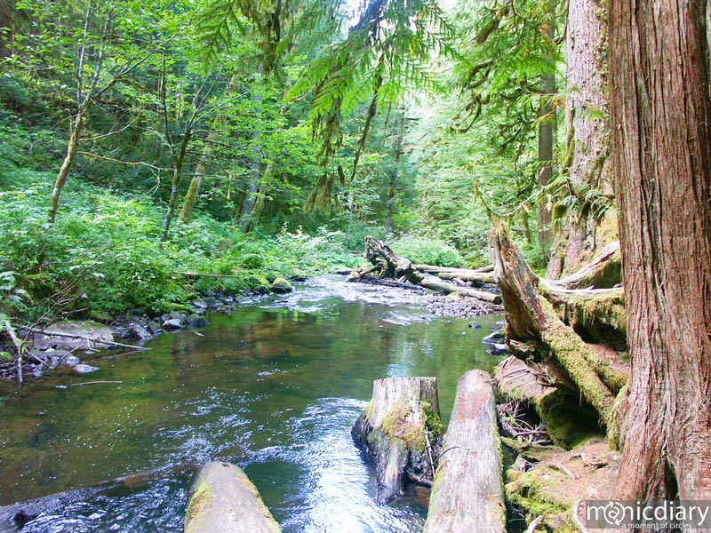 forest00.jpg : forest.oregon