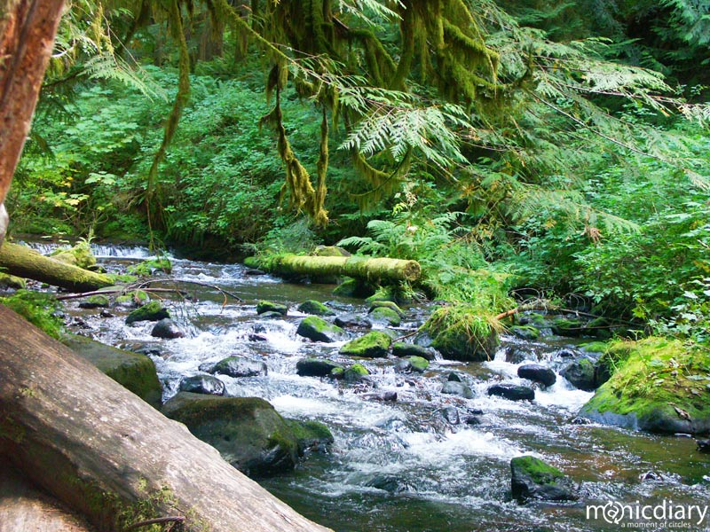 forest01.jpg : forest.oregon