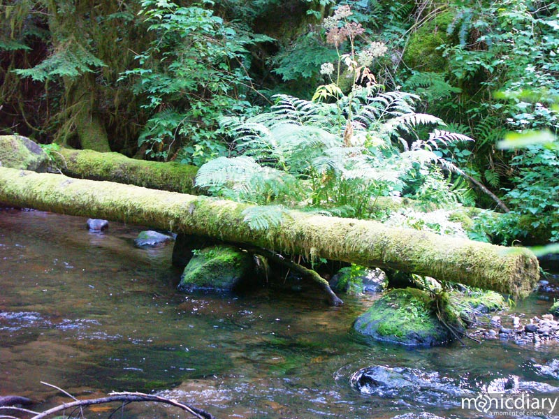 forest02.jpg : forest.oregon