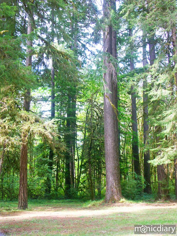 forest12.jpg : forest.oregon