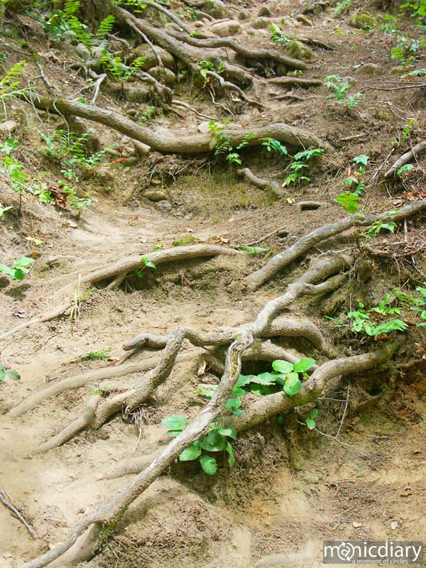 forest19.jpg : forest.oregon