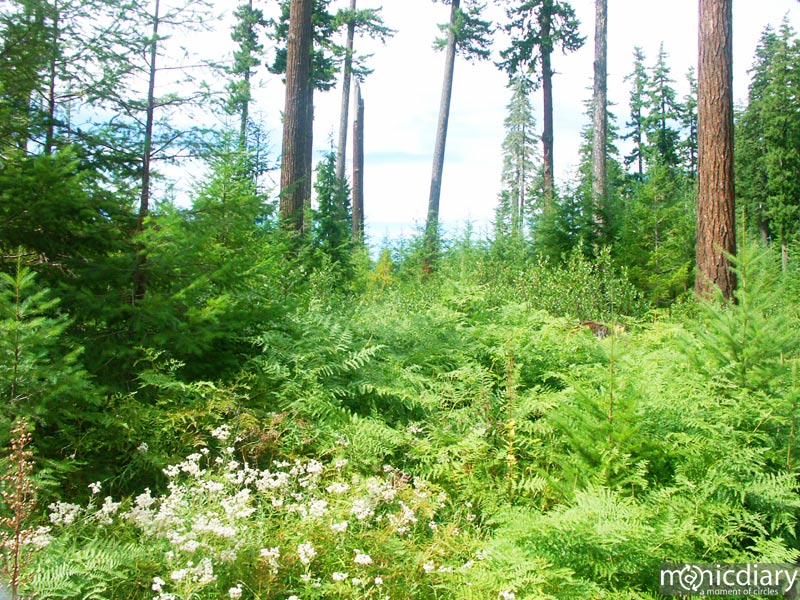 forest22.jpg : forest.oregon