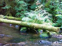 forest02.jpg : forest.oregon