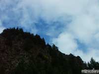 forest09.jpg : forest.oregon