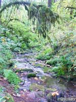 forest15.jpg : forest.oregon