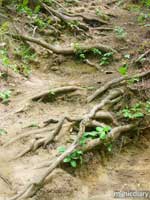 forest19.jpg : forest.oregon