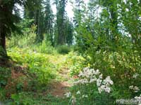 forest21.jpg : forest.oregon