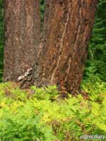 forest23.jpg : forest.oregon