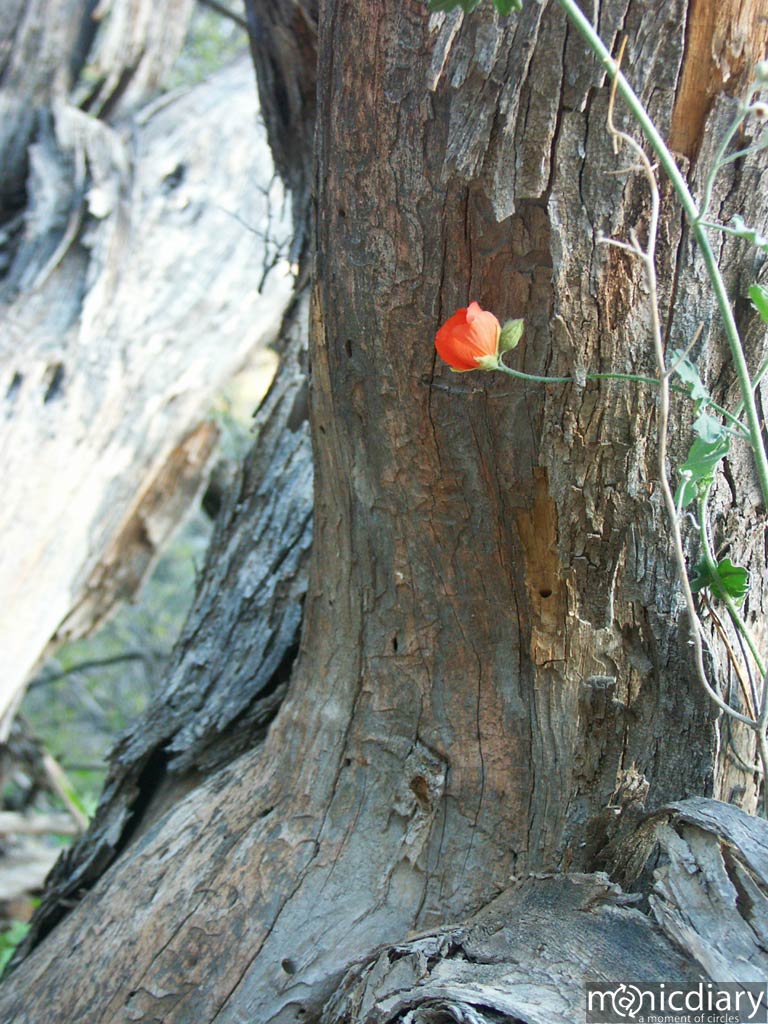 gates_pass03.jpg : gates.pass.arizona