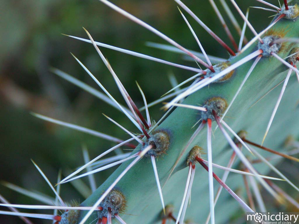 gates_pass05.jpg : gates.pass.arizona