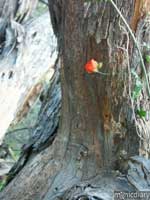 gates_pass03.jpg : gates.pass.arizona