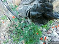 gates_pass04.jpg : gates.pass.arizona