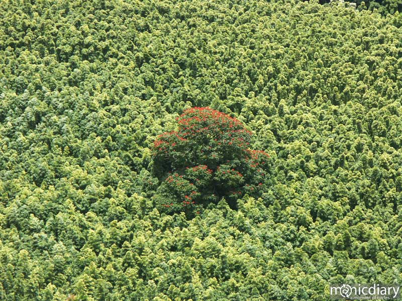 bamboo_button.jpg : hana.maui