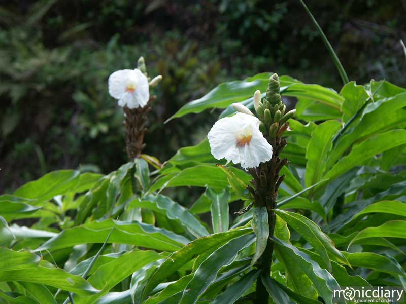 flower.jpg : hana.maui