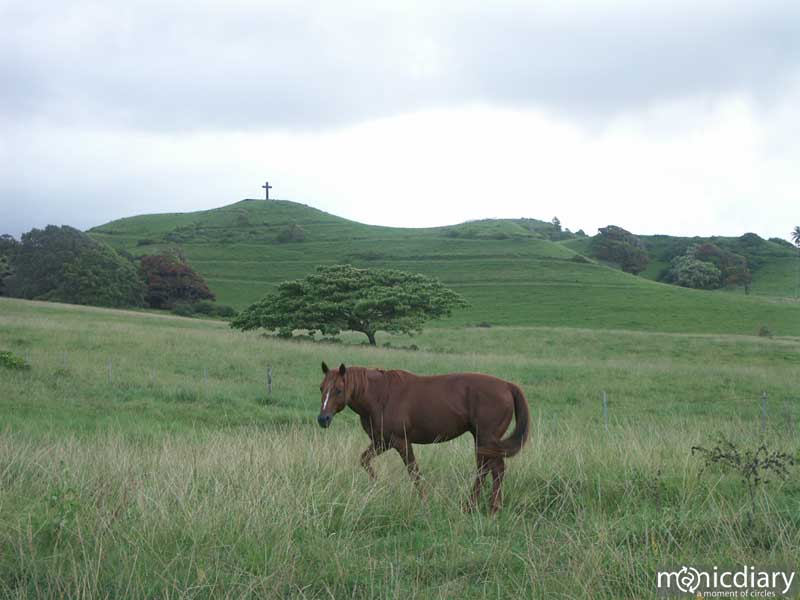 horse.jpg : hana.maui