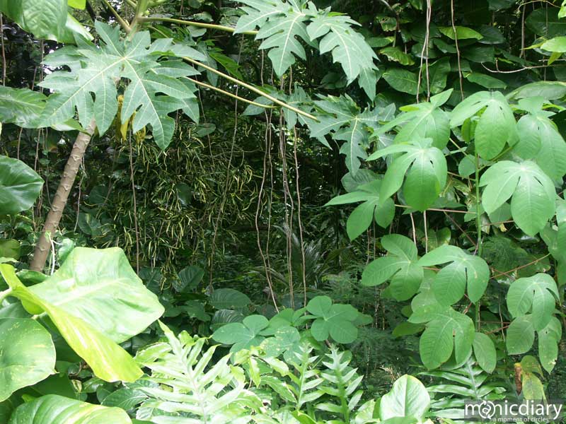 jungle.jpg : hana.maui