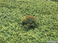 bamboo_button.jpg : hana.maui