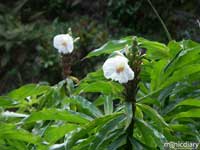 flower.jpg : hana.maui