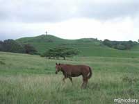 horse.jpg : hana.maui