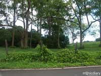 tohana.jpg : hana.maui