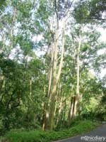 tohana00.jpg : hana.maui