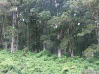 tohana01.jpg : hana.maui